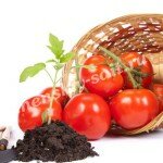 сажать помидоры на рассаду по лунному календарю
